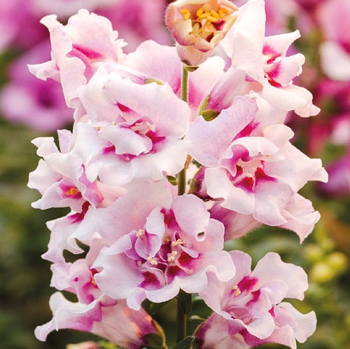 Pick mix snapdragon premium - &,