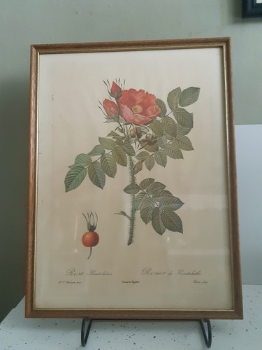 Redoute botanical rose - p.j.,