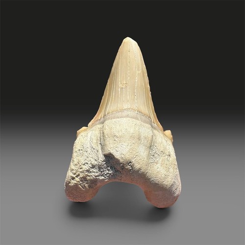 Fossil shark tooth otodus - tooth,