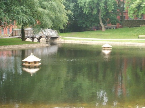 Photo 6x4 floating duck - photo,