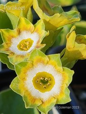 Primula auricula 'Parakeet' -