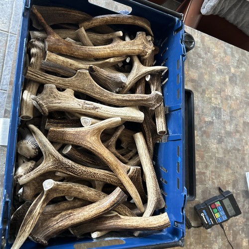 Red deer antler dog - antler,, chews