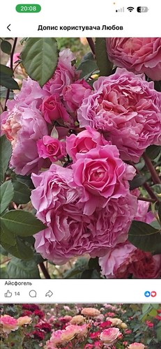 Roses plants - roses,