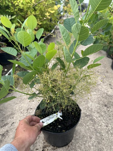 Cotinus coggygria young - cotinus,