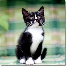 Doodlecards Cat Birthday Card Black and White Kitten