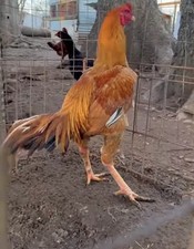 King brazilian asil - ,