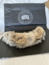 Canada Goose  Coyote