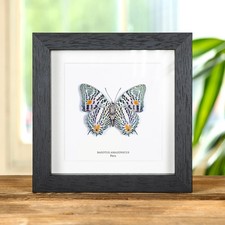 Baeotus amazonicus Butterfly