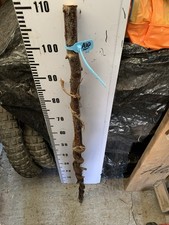 Birch TWISTY Twistie Seasoned