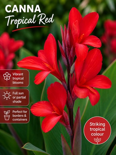 Canna tropical red plant - canna, 9cm