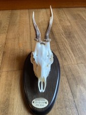 Skull Roe Deer mounted