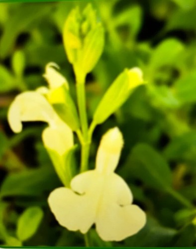 Salvia vanilla cream plug - salvia,
