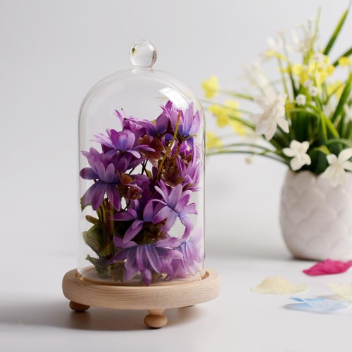 Cloche glass dome display - dome,