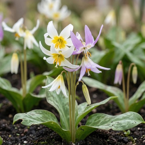 Dog tooth violet erythronium - dog's,