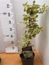 Hydrangea petiolaris Silver