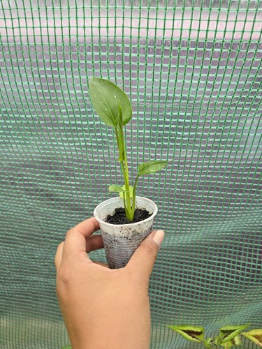 Zantedeschia hercules with - zantedeschia, 'with