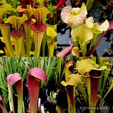 Sarracenia Four Plants DEAL (carnivorous plants)