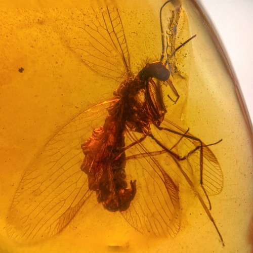 Mantisfly burmese burmite - in, /