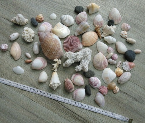 Mixed tropical sea - mixed,