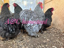 Fertile eggs  large fowl