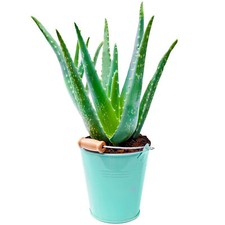 1 x Aloe Vera 25-35cm Potted Medicinal Indoor Plant Gift for Sale
