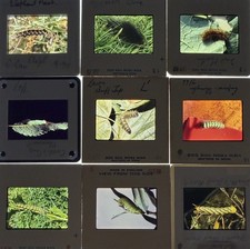 68 x Vintage 35mm Photo Slides