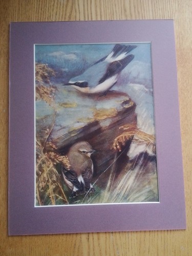 Cock wheatear courting hen - wheatear, :