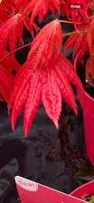 Acer shirasawanum 'Moonrise'