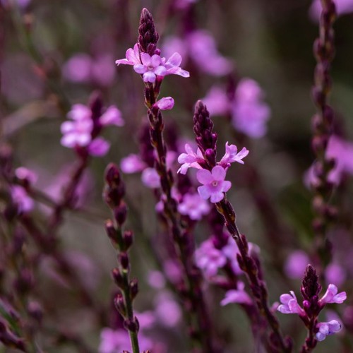 Verbena bampton large - verbena,