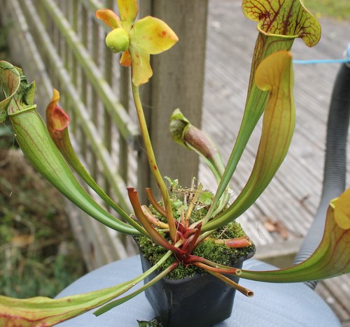 Sarracenia catesbaei - sarracenia,