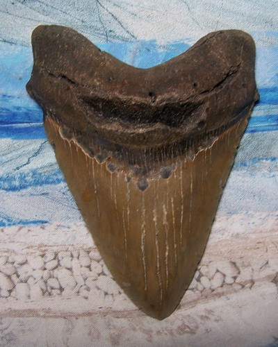 Megalodon shark tooth 5 - megalodon,