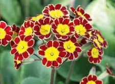 Primula Victoriana 'Red Lace'