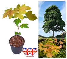Sycamore Tree (Acer pseudoplatanus) – Healthy Young Tree  – 20–30cm Stem