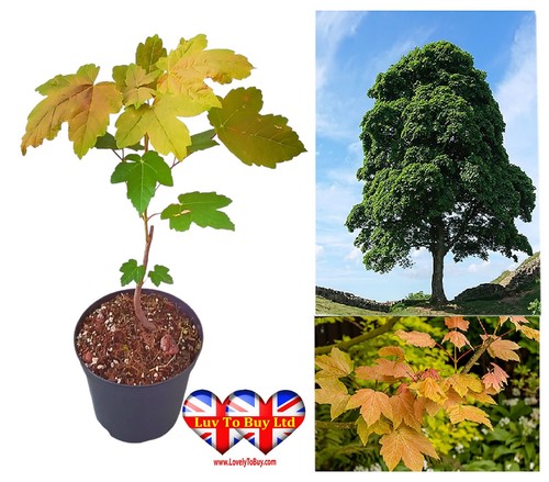 Sycamore tree acer - sycamore,