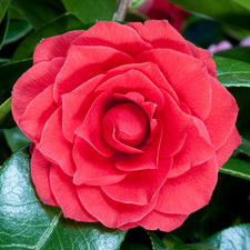 1 X CAMELLIA JAPONICA 'BLACK
