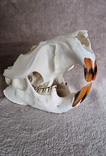 Beaver skull with - with, all