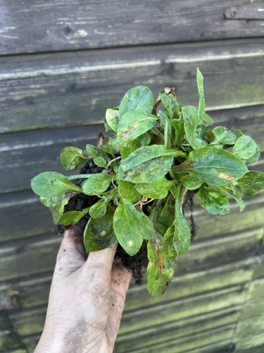 Large bare root british - 3,