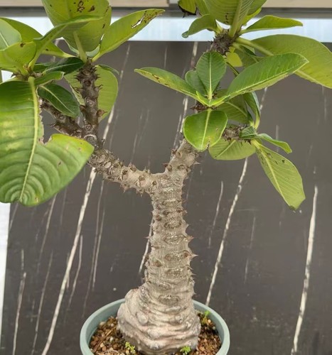 Pachypodium baronii