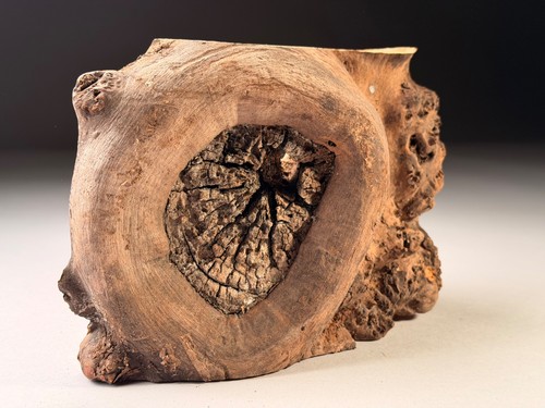 Burr elm live - elm, edge