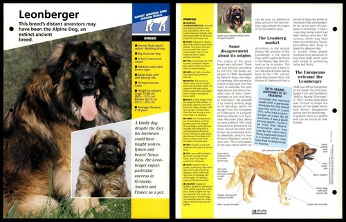 Leonberger breed dogs of - leonberger,