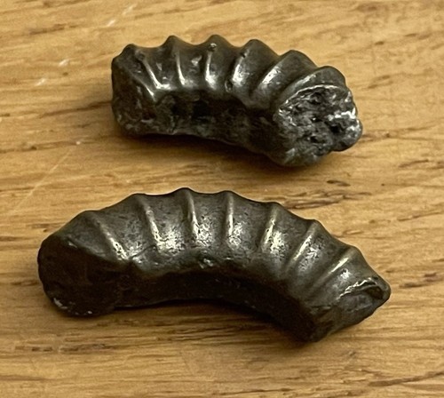 Golden pyrite ammonite - 2,