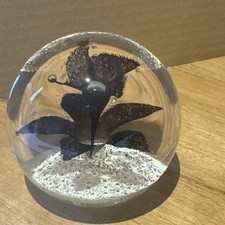 Caithness Glass Paperweight -