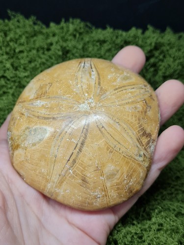 Madagascar sea urchin fossil - sea,