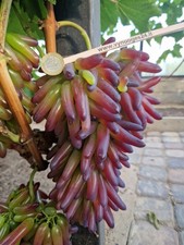 Grape Vine Plant - Halloween