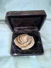 Ammonite Fossil From Lyme
