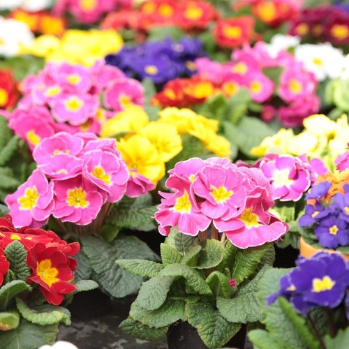 Early flowering primrose - 40,