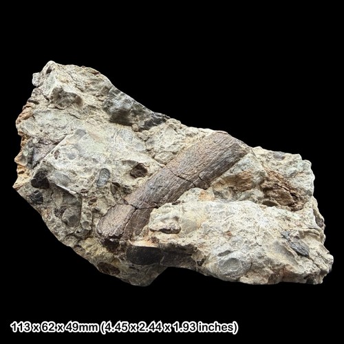 Reptile bone fossil triassic - reptile,