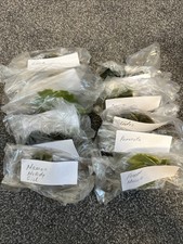 African Violet 10 Varieties