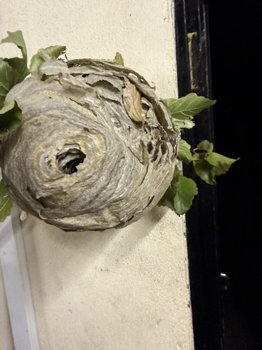Empty wasp nest taxidermy - wasp, nest/taxidermy