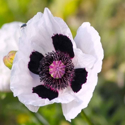 Oriental poppy checkers hp - oriental, checkers,